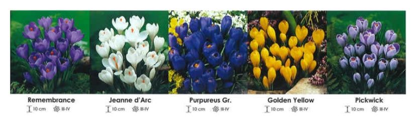 Krokusy wielkokwiatowe zestaw 052 cebulki 5x150 sztuk Wiśniewski