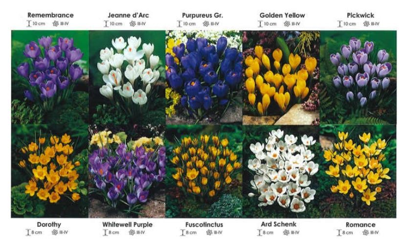 Krokusy wielkokwiatowe i botaniczne zestaw 055 cebulki 1250 sztuk Wiśniewski