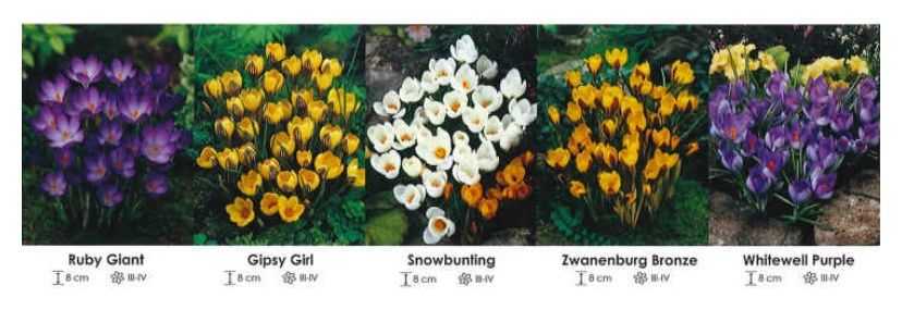 Krokusy zestaw 060 cebulki - 500 sztuk Wiśniewski