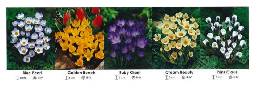 Krokusy zestaw 061 cebulki - 5x100 sztuk Wiśniewski 