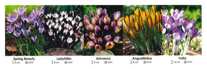 Krokusy zestaw 063 cebulki - 5x50szt Wiśniewski