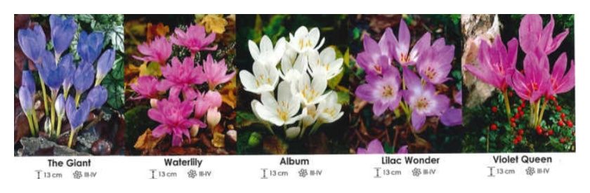 Colchicum (zimowit) zestaw 072 cebulki 50 sztuk Wiśniewski