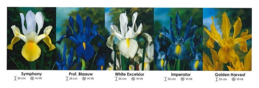 Irysy holenderskie zestaw 100 cebulki 250 szt Wiśniewski