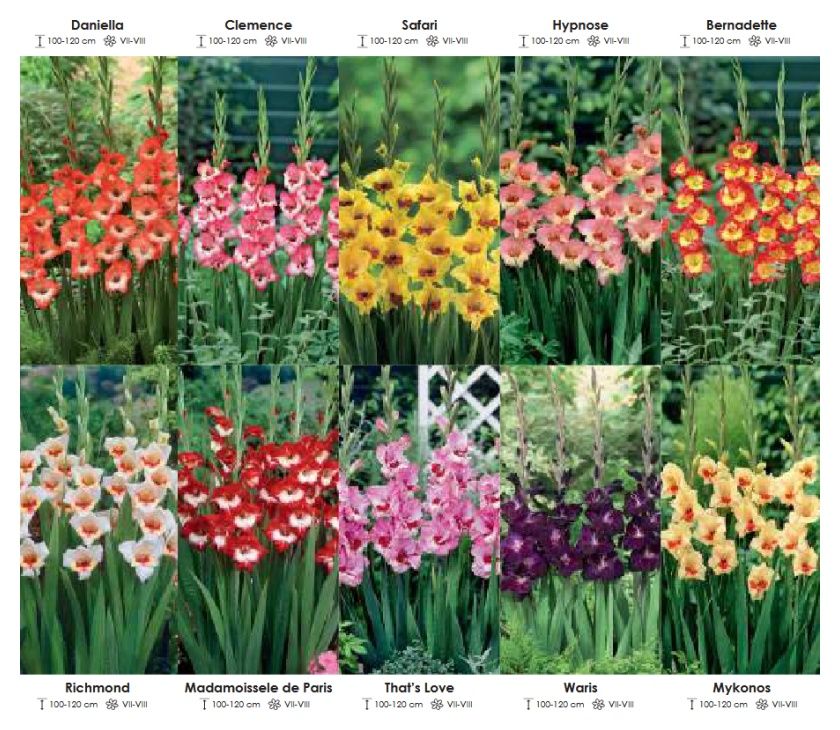 Mieczyki Glamour zestaw 104 cebulki - 10x25 sztuk Wiśniewski