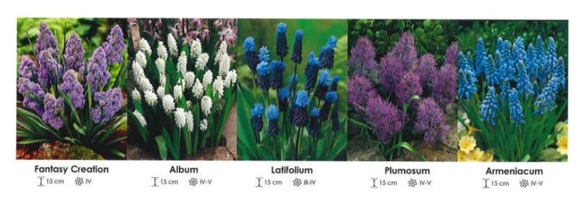 Szafirek zestaw 110 cebulki 250 sztuk Wiśniewski