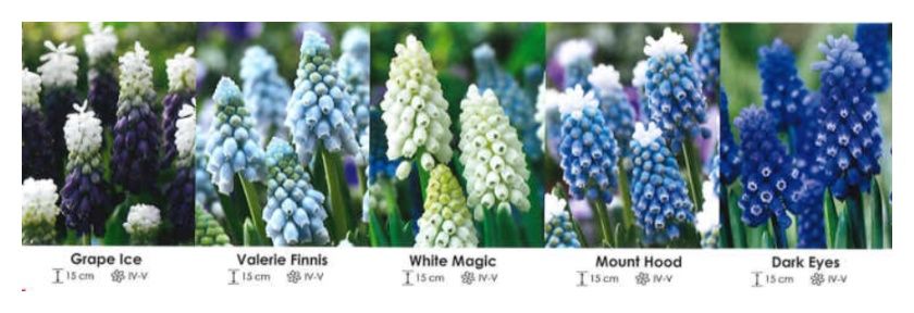 Szafirek zestaw 111 cebulki 180 sztuk Wiśniewski