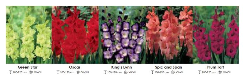 Mieczyki zestaw 140 cebulki - 250 sztuk Wiśniewski