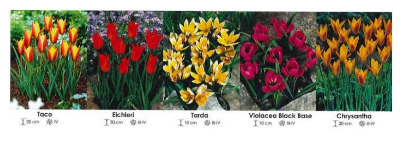 Tulipany botaniczne zestaw 150 cebulki 350 sztuk Wiśniewski 