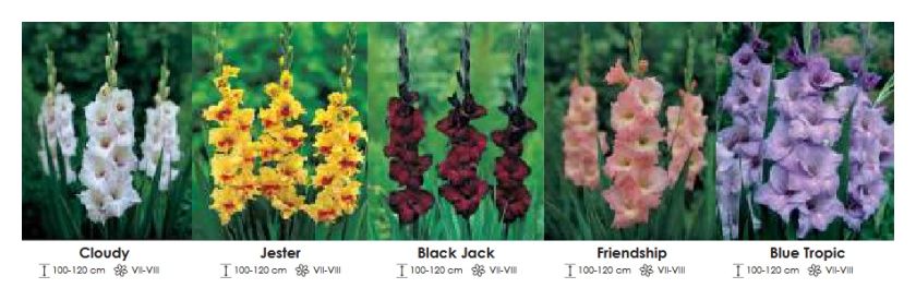 Mieczyki zestaw 150 cebulki - 5x50 sztuk Wiśniewski