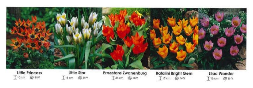 Tulipany botaniczne zestaw 151 cebulki 250 sztuk Wiśniewski
