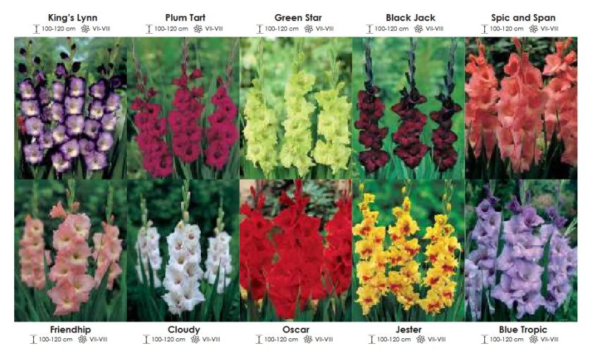 Mieczyki zestaw 153 cebulki - 10x30 sztuk Wiśniewski