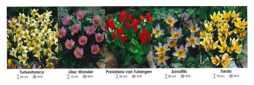 Tulipany botaniczne zestaw 154 cebulki 350 sztuk Wiśniewski