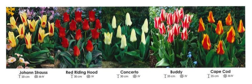 Tulipany niskie zestaw 160 cebulki - 5x50 sztuk Wiśniewski