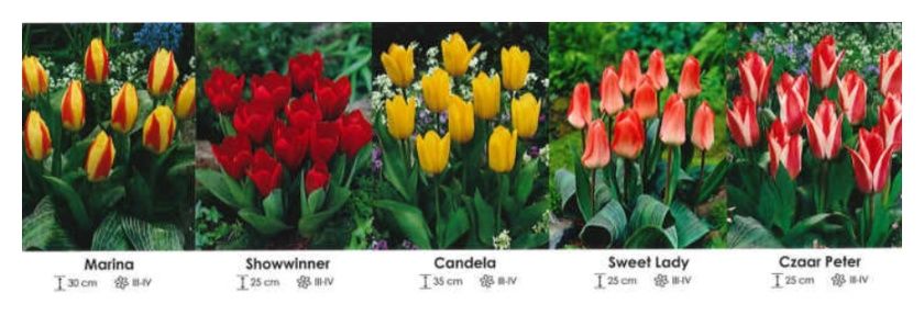 Tulipany niskie zestaw 164 cebulki - 250 sztuk Wiśniewski