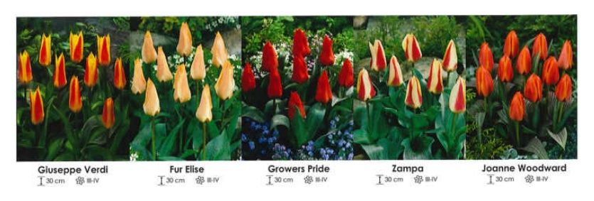 Tulipany niskie zestaw 165 cebulki - 250 sztuk Wiśniewski