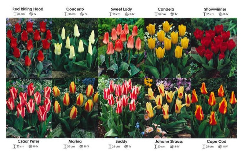 Tulipany niskie zestaw 166 cebulki - 10x25 sztuk Wiśniewski