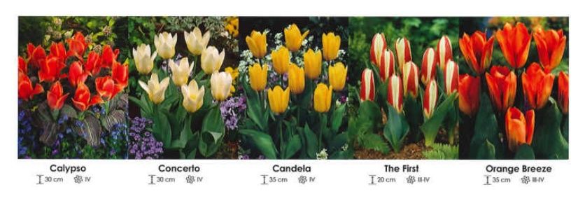 Tulipany niskie zestaw 168 cebulki - 5x125 sztuk Wiśniewski