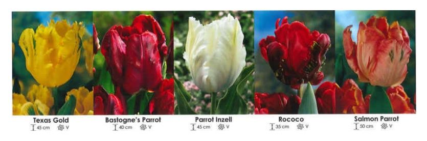 Tulipany papuzie zestaw 172 cebulki 200 sztuk Wiśniewski