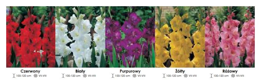 Mieczyki w kolorach zestaw 172 cebulki - 5x50 sztuk Wiśniewski