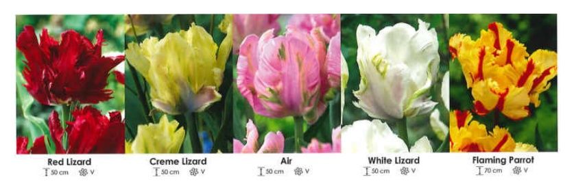 Tulipany papuzie zestaw 175 cebulki 200 sztuk Wiśniewski