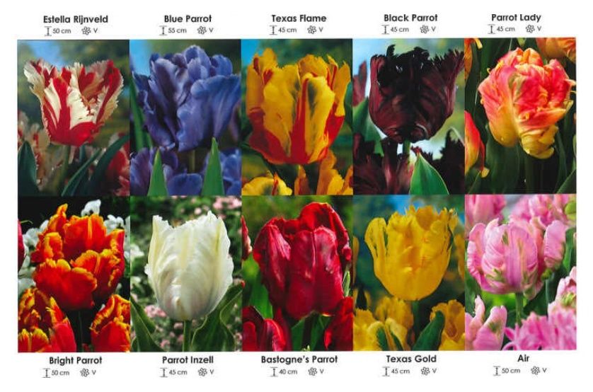 Tulipany papuzie zestaw 176 cebulki 10x25 sztuk Wiśniewski