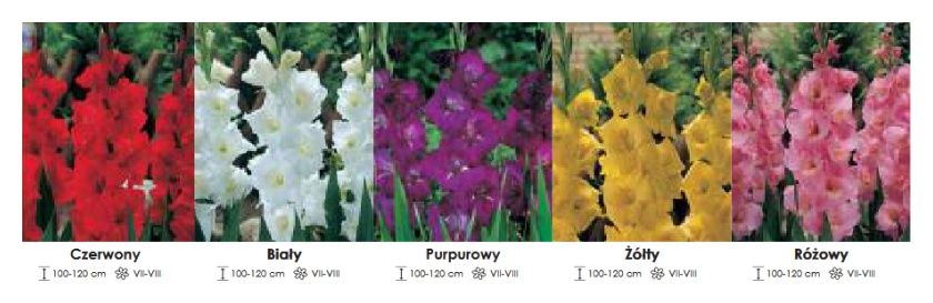 Mieczyki w kolorach zestaw 177 cebulki - 5x100 sztuk Wiśniewski