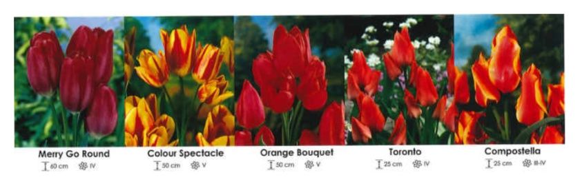 Tulipany bukietowe zestaw 200 cebulki 250 sztuk Wiśniewski