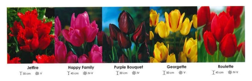 Tulipany bukietowe zestaw 203 cebulki 250 sztuk Wiśniewski