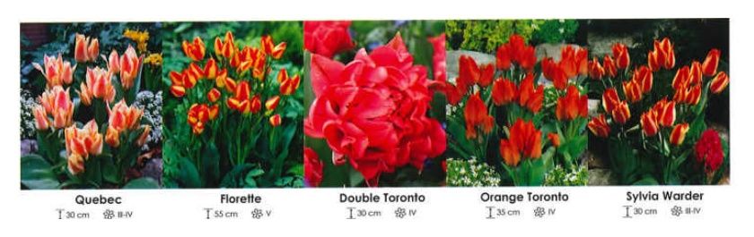 Tulipany bukietowe zestaw 204 cebulki 250 sztuk Wiśniewski
