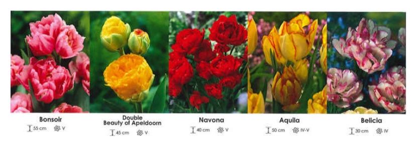 Tulipan bukietowy pełny zestaw 205 cebulki - 5x30 sztuk Wiśniewski