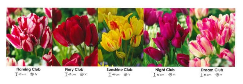 Tulipany bukietowe zestaw 207 cebulki 250 sztuk Wiśniewski