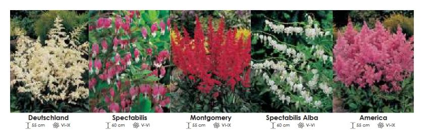 Astilbe i Dicentra zestaw 210 cebulki 5x10 sztuk Wiśniewski