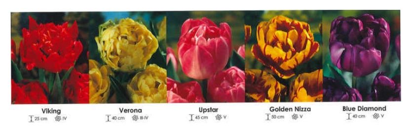 Tulipany pełne zestaw 212 cebulki 250 sztuk Wiśniewski