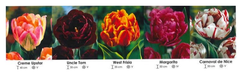 Tulipany pełne zestaw 213 cebulki - 12/14 5x50 sztuk Wiśniewski