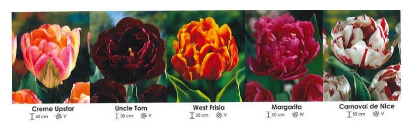 Tulipany pełne zestaw 214 cebulki 250 sztuk Wiśniewski