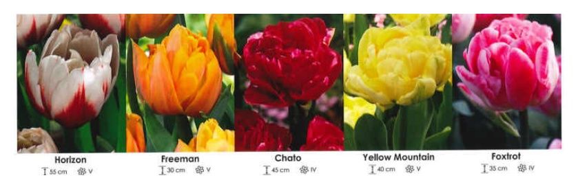 Tulipany pełne zestaw 215 cebulki 250 sztuk Wiśniewski