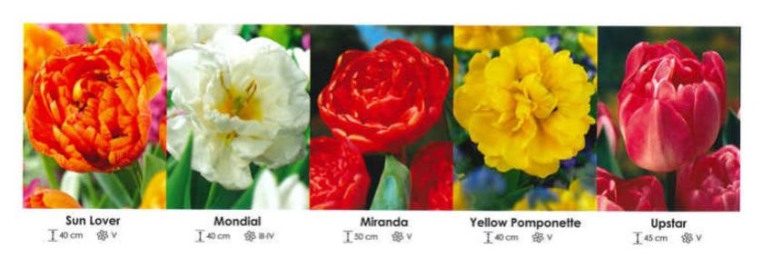 Tulipany pełne zestaw 218 cebulki 5x125 sztuk Wiśniewski