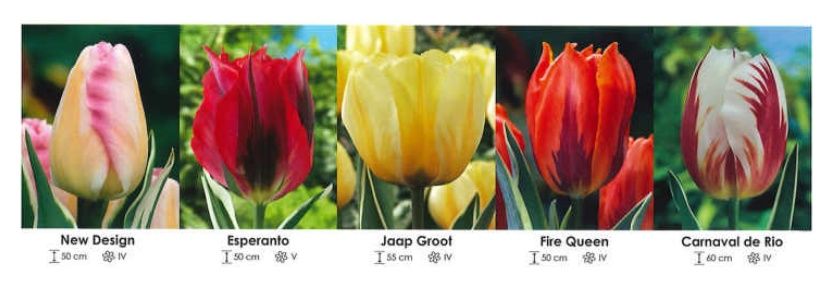 Tulipany mix zestaw 226 cebulki 250 sztuk Wiśniewski