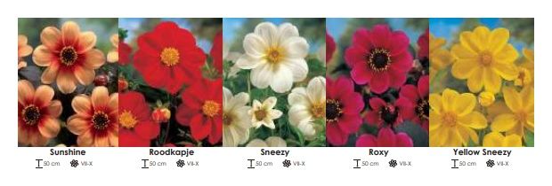 Dalie pojedyncze zestaw 231 cebulki - 5x10 sztuk Wiśniewski