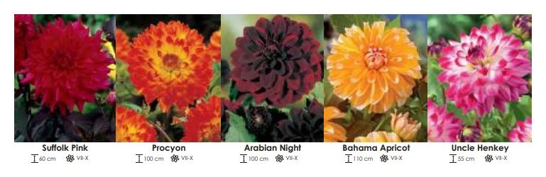 Dalie dekoracyjne zestaw 240 cebulki - 5x10 sztuk Wiśniewski