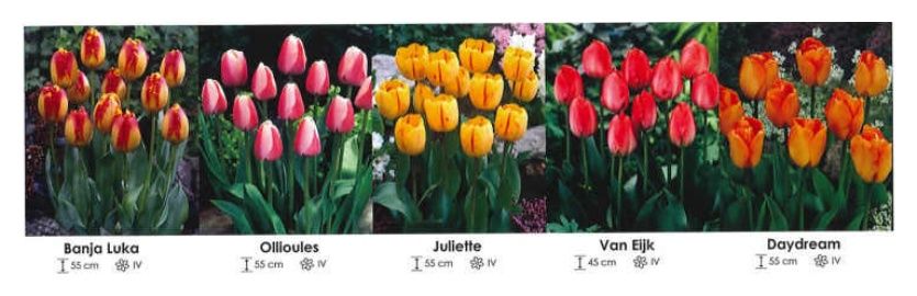 Tulipany darwina zestaw 241 cebulki 250 sztuk Wiśniewski