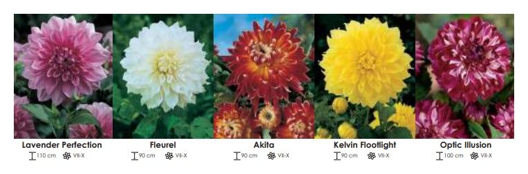 Dalie dekoracyjne zestaw 241 cebulki - 5x10 sztuk Wiśniewski