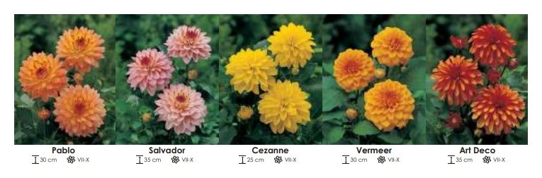 Dalie gallery zestaw 242 cebulki - 5x8 sztuk Wiśniewski