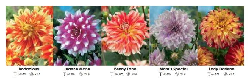 Dalie dekoracyjne zestaw 243 cebulki - 5x10 sztuk Wiśniewski