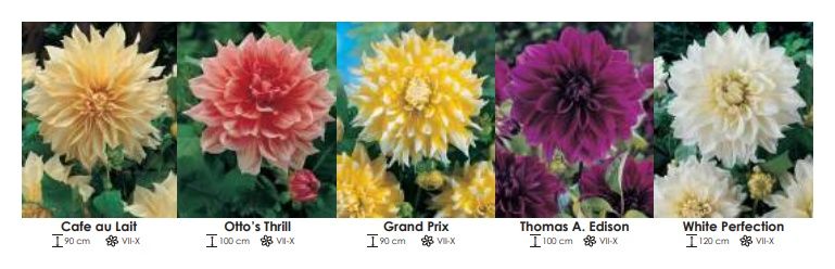 Dalie zestaw 246 cebulki - 5x10 sztuk Wiśniewski