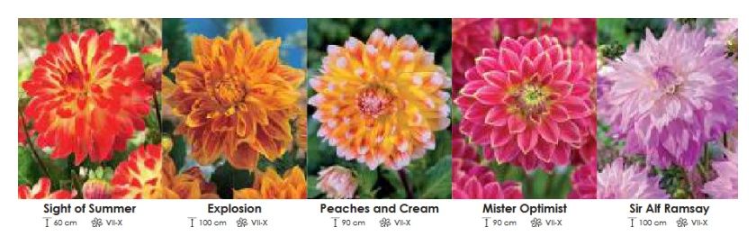 Dalie zestaw 247 cebulki - 5x10 sztuk Wiśniewski