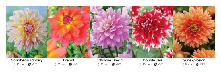 Dalie zestaw 248 cebulki - 5x10 sztuk Wiśniewski