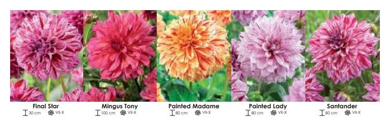 Dalie zestaw 249 cebulki - 5x10 sztuk Wiśniewski