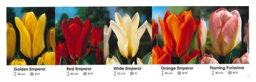 Tulipany fosteriana zestaw 250 cebulki - 5x50 sztuk Wiśniewski