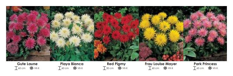 Dalie niskie zestaw 250 cebulki - 5x10 sztuk Wiśniewski